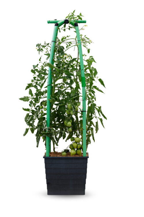 watergevende plantenbak tomaten