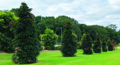 BERA WaterUps waterreservoir bomen